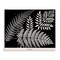 Stupell Industries Fern Varieties on Black Canvas Design by Phillipa Katz